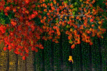 Điểm đến trong nước ngập sắc hoa dịp hè