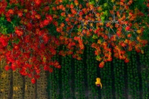 Điểm đến trong nước ngập sắc hoa dịp hè