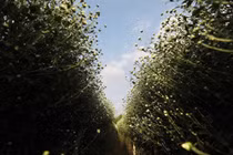 Chồng ngoại tình hắt hủi con, nhiều năm sau quay lại tranh giành vì lý do không ngờ