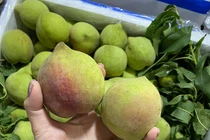 Dân buôn tiết lộ sốc về đào mỏ quạ đang bán tràn chợ Việt