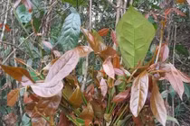 Đắk Lắk có rau dại mọc hoang ở rừng, nay là rau đặc sản