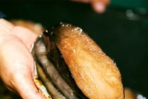 Loài hải sản đại bổ, được mệnh danh là của đáy biển