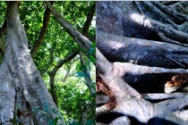 Cây cổ thụ đầu tiên tại Đà Nẵng được công nhận "Cây di sản"