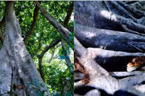 Cây cổ thụ đầu tiên tại Đà Nẵng được công nhận "Cây di sản"