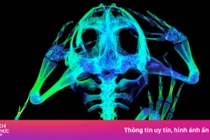 Bức ảnh tuyệt đẹp của cá ngựa, rồng Komodo qua tia X