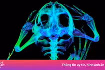 Bức ảnh tuyệt đẹp của cá ngựa, rồng Komodo qua tia X