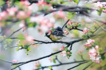 Phụ nữ sinh ngày Âm lịch nào thì sống phú quý cả đời viên mãn?