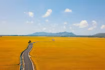 Con đường giữa cánh đồng vàng ruộm ở Vũng Tàu đẹp gây sốt