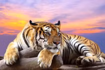 3 con giáp may mắn bậc nhất trong dịp Tết Nhâm Dần 2022