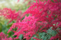 Cây cảnh cát tường, lộng lẫy, thắp sáng hạnh phúc trong tim