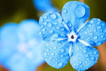 Tử vi tuần mới (24-30/6): 3 tuổi Thần Tài gõ cửa, vùng vẫy trong tiền 