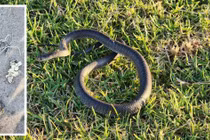 Bé 2 tuổi đuổi theo rắn độc, phát hiện điều kinh dị