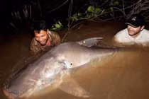 Video: Ngư dân bắt được cá khổng lồ nặng 150kg trên sông Mekong