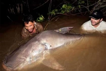 Video: Ngư dân bắt được cá khổng lồ nặng 150kg trên sông Mekong