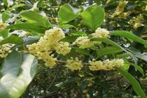 Trồng cây "đẻ" ra tiền, con cháu chỉ việc hưởng giàu sang, phú quý