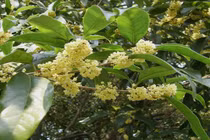 Trồng cây "đẻ" ra tiền, con cháu chỉ việc hưởng giàu sang, phú quý