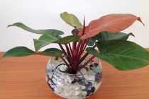 10 cây phong thủy độc, lạ chuyên gia khuyên dân kinh doanh nên trồng