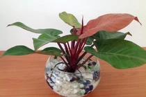 10 cây phong thủy độc, lạ chuyên gia khuyên dân kinh doanh nên trồng