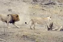 Sư tử đực làm hành động "đáng xấu hổ" giúp lợn bướu thoát chết