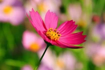 Từ ngày 31/10, 3 con giáp nhanh nhạy chớp thời cơ