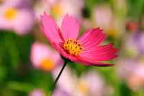 Từ ngày 31/10, 3 con giáp nhanh nhạy chớp thời cơ