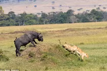 Ngược đời: Trâu rừng đuổi sư tử chạy “té khói” 