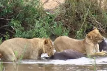 Clip: Sư tử dùng sở đoản để săn giết trâu rừng