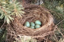 Tổ của hầu hết loài chim hướng lên trời, nếu mưa thì làm sao? 