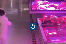 Video: Chú chó đứng bằng hai chân để xin thức ăn