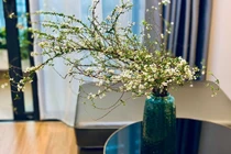 Giá hoa tuyết mai giảm mạnh, chỉ 190.000 đồng/bó, chị em lùng mua về chưng Tết