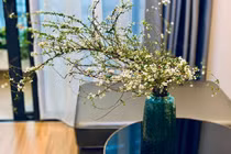 Giá hoa tuyết mai giảm mạnh, chỉ 190.000 đồng/bó, chị em lùng mua về chưng Tết