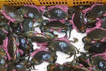Vì sao cua biển bán sang Trung Quốc rẻ bất thường 46.000 đồng/kg?