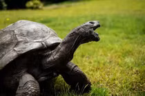 Con rùa già nhất thế giới vẫn sống thọ 191 tuổi