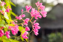 Mùa thu này, 3 con giáp này đời thật sự lên hương, hái bộn tiền