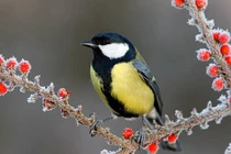 Từ tháng 11 Âm lịch, 4 con giáp gặp quý nhân, Tết no ấm