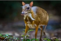 Loài thú tưởng chỉ có trong tưởng tượng bỗng xuất hiện ở Việt Nam