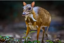 Loài thú tưởng chỉ có trong tưởng tượng bỗng xuất hiện ở Việt Nam