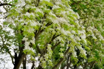 Video: Ngắm hoa sưa tinh khôi phủ trắng góc phố Hà Nội