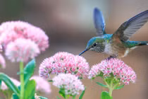 Nửa cuối cuộc đời viên mãn, 4 con giáp nằm yên hưởng phúc