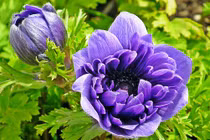 Sinh vào 5 ngày Âm lịch này năm 2022 không gặp bão lớn