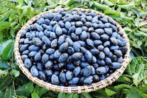 Ở quê trám đen rụng đầy gốc, dân thành phố tranh nhau mua