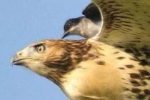 Bạn có biết kẻ thù tự nhiên của đại bàng không?