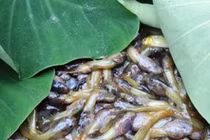 Kinh hãi với đặc sản hiếm có ở Thanh Hóa, giá 90.000 đồng/kg