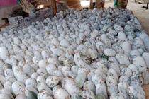 Trăm tấn bí xanh 5.000 đồng/kg chẳng ai mua