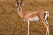 Bị đàn chó hoang và cá sấu săn đuổi, linh dương vẫn thoát chết 