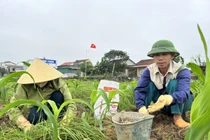 Người dân hối hả thu hoạch "đặc sản xứ Nghệ"