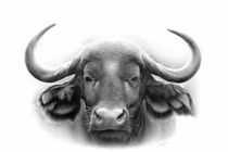 3 con giáp cực xui tuần mới (29/8-4/9): Vừa nghèo vừa thất bại 