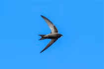 Kỳ lạ chim yến bay tới 10 tháng không cần hạ cánh 