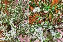 Mẹo nhỏ cực đơn giản để hoa tuyết mai nở rộ vào dịp Tết