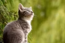 Tuần mới (16-22/1): 2 tuổi đứng trên núi vàng, 1 tuổi xui xẻo đủ đường